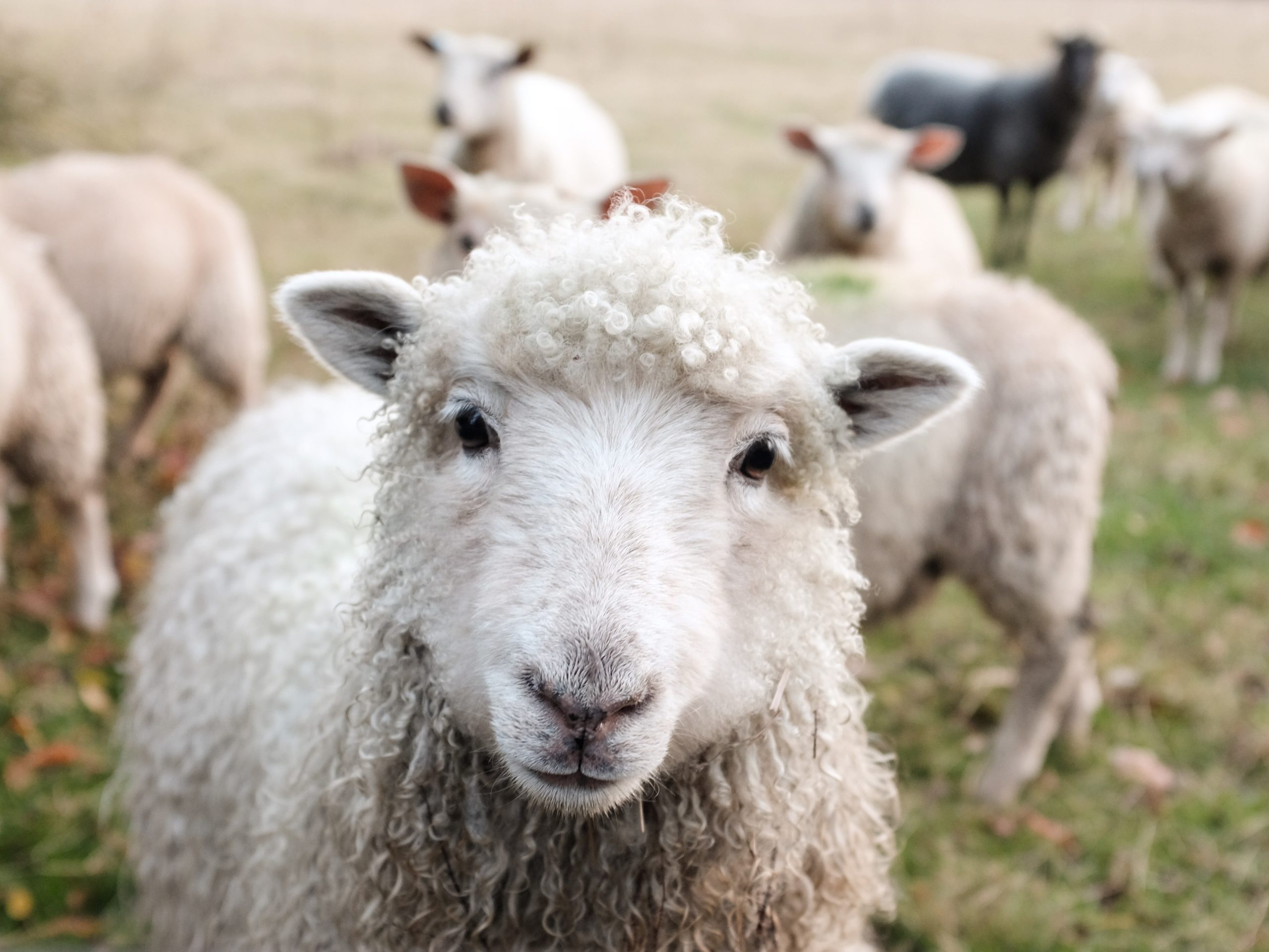 Het schaap met de vijf poten VHIC Het schaap met de vijf poten VHIC